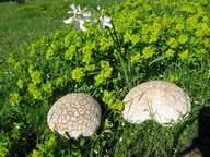 Kheops... Kephren...o ???  QUIZ